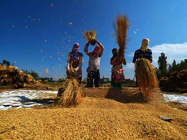 வேளாண்மை 