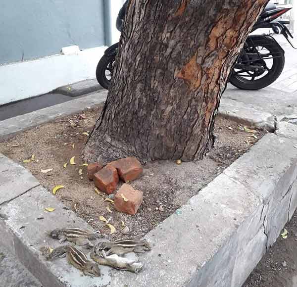 puducherry gypsies hunt squirrels in a dangerous way