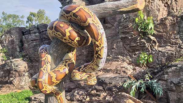 பாம்பு- முயல்- வெட்டுக்கிளி