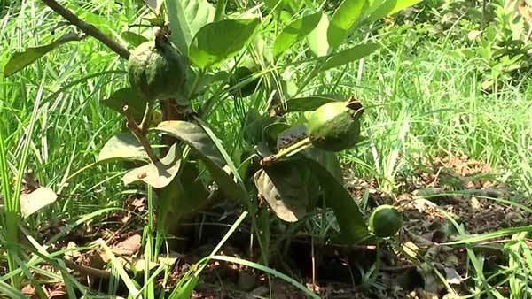 மண்கட்டு முறை மண்கட்டு முறை