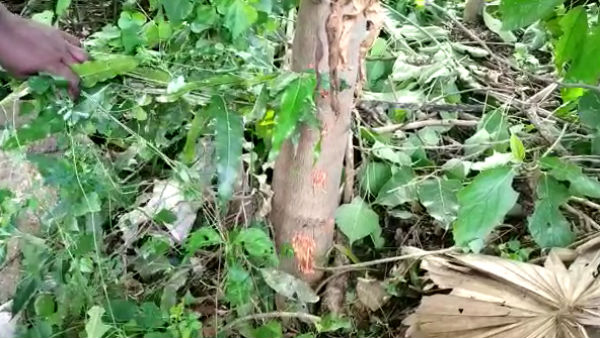 one killed, 4 injured in Mystery explosion at Tiruppore temple, near Chennai one killed, 4 injured in Mystery explosion at Tiruppore temple, near Chennai