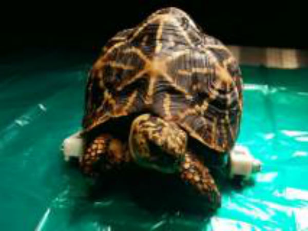 Increase in the smuggling of marine biota in Chennai.. officers are negligent Increase in the smuggling of marine biota in Chennai.. officers are negligent