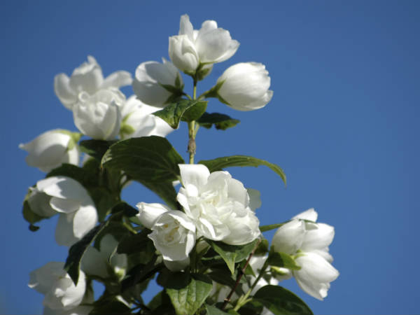 நறுமண மலர்