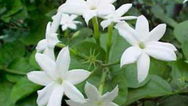 கண்வலி குணமாகும்