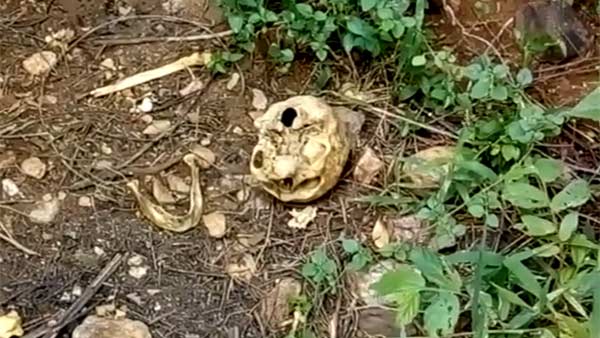  skeleton bones found in sathuragiri forest