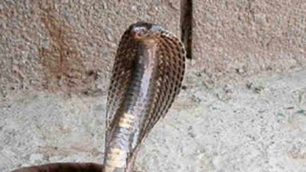 வனத்துறை மீட்பு 