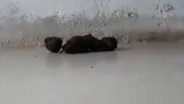 தோஷம் போக்கும் கருப்பு மஞ்சள்