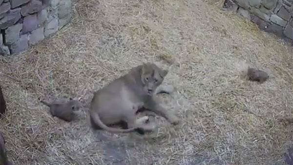 edinburgh lion cub prank video goes viral