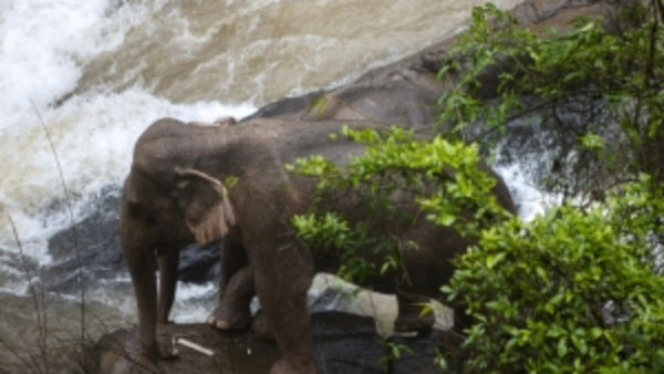 thailand elephant death toll increase to 11 thailand elephant death toll increase to 11