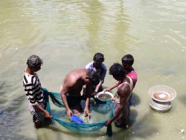 மீன்வளர்ப்பு 