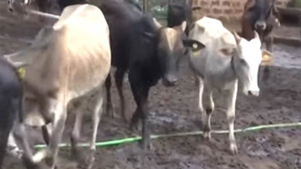 அசைவ உணவு 