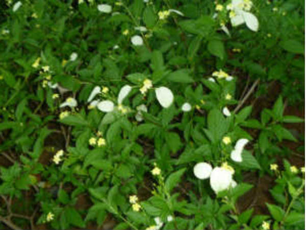 சுப நிகழ்ச்சிகள்