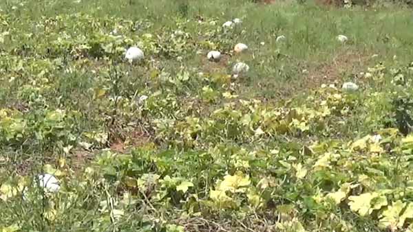 சோகத்தில் விவசாயிகள் 