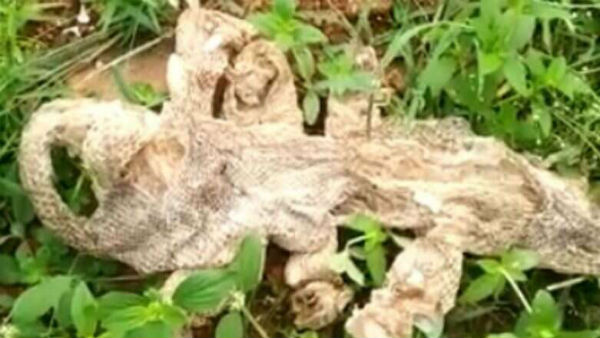 பாம்பு கோவில்