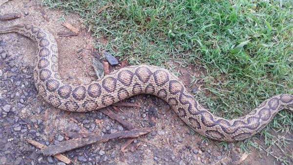 10 feet long snake caught near nellai 10 feet long snake caught near nellai