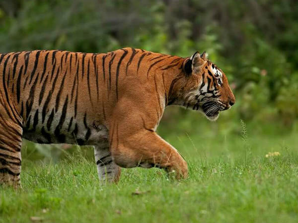 உயிருடன் பிடிக்க முயற்சி 