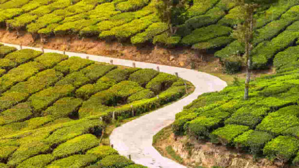single elephant stop traffic in munnar-marayur road 