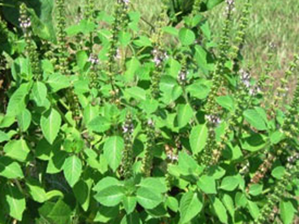 துளசி செடியால் பரிசுத்தம்