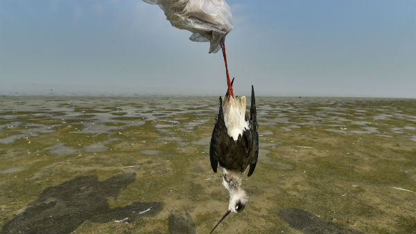 Mass Death of Migration Birds in Gujarat and Rajasthan 