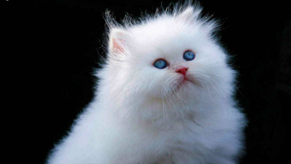 விசாரணை 