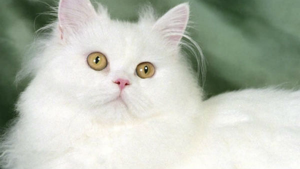 போஸ்ட் மார்ட்டம் 