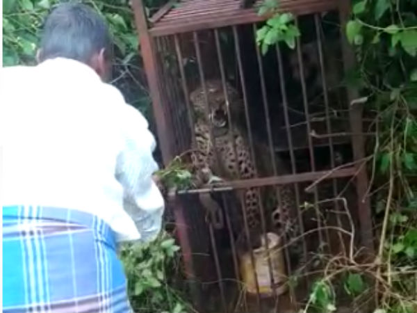 செடியின் கிளை 