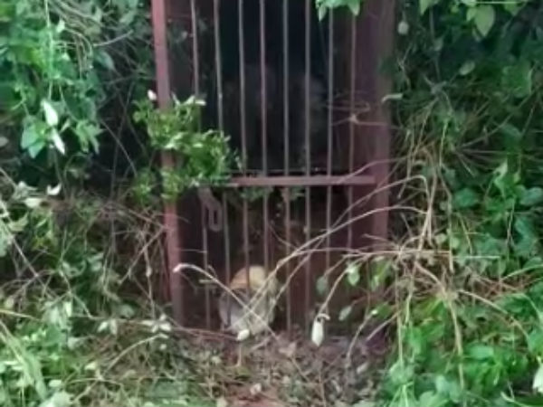 ஒரே சத்தம் 