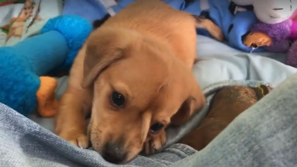 செல்லப் பிராணி 