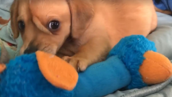 பனியால் உறைந்த நாய் 