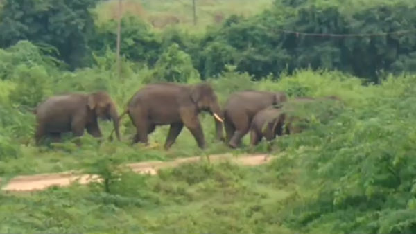 பதுங்கல் 