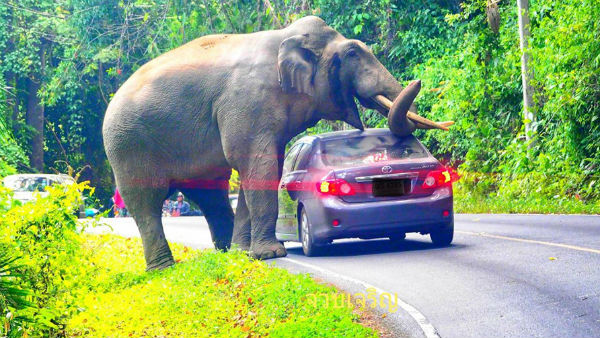 காரில் அமர்ந்தது 