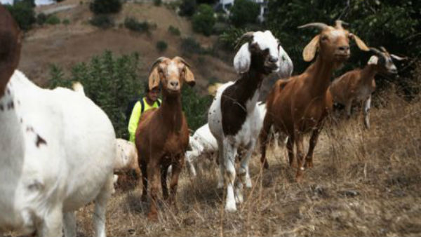 தீ அணைப்பு 