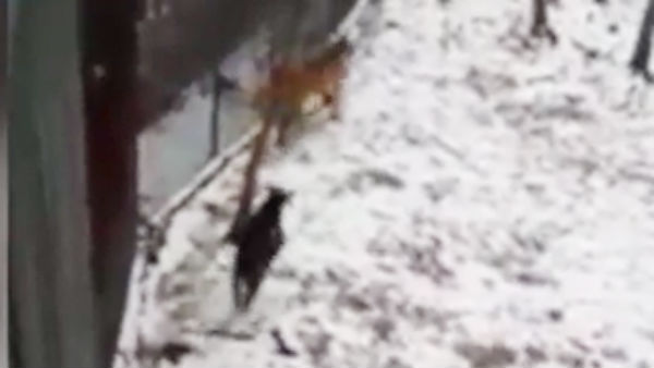 வம்பிழுத்தது வம்பிழுத்தது