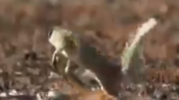 தாவிய கீரி 