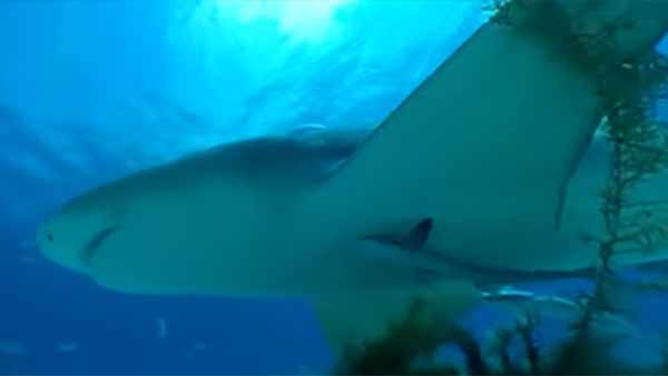 திருமண மோதிரத்தால் அடையாளம் திருமண மோதிரத்தால் அடையாளம்