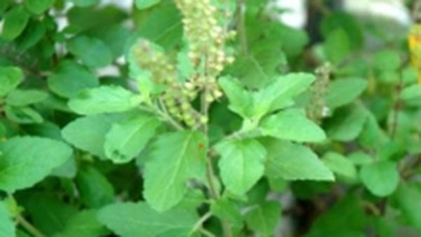 வில்வத்தை எப்போது பறிக்கலாம்