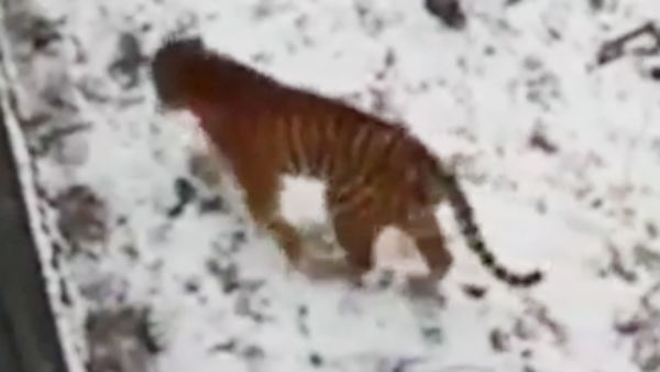 ஆடு புலி நட்பு ஆடு புலி நட்பு