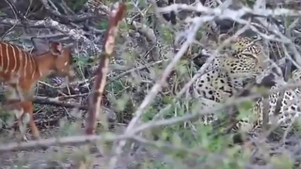  மான்குட்டி சாவு