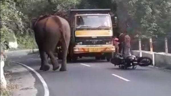 A wild elephant walking along the road on the Kotagiri Mettupalayam State Highway A wild elephant walking along the road on the Kotagiri Mettupalayam State Highway