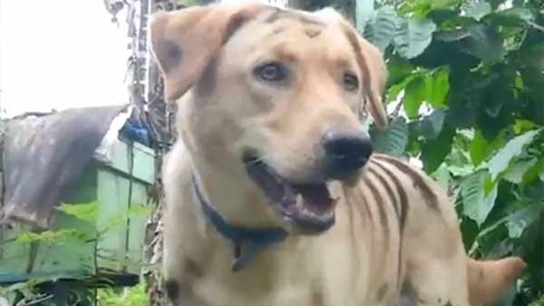 தோட்டத்தில் வைப்பேன் 