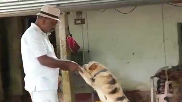 புலிவேஷம் 