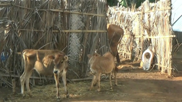 In Kalvarayan hills, a landlord stabbed to death a youth with a spear