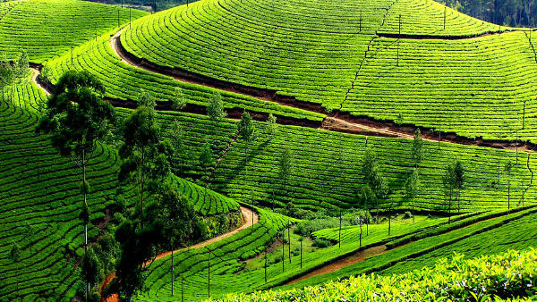 2 வாரங்களில் 2 லட்சம் பேர் ரத்து 