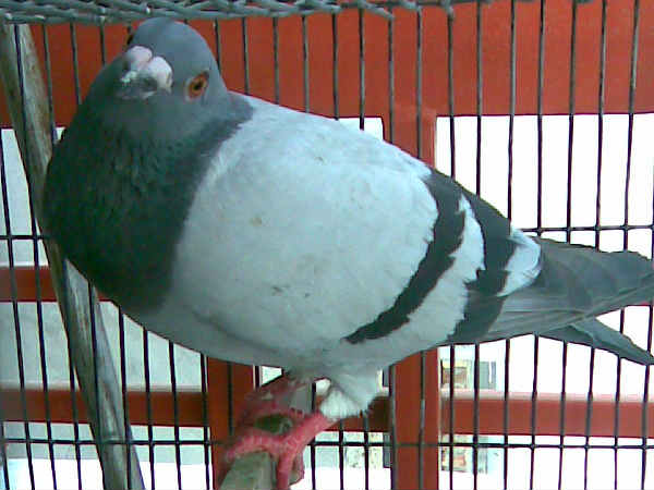 நாய்கள் 