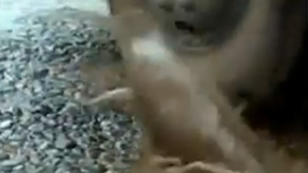 அதிகாரிகள் துரிதம் 