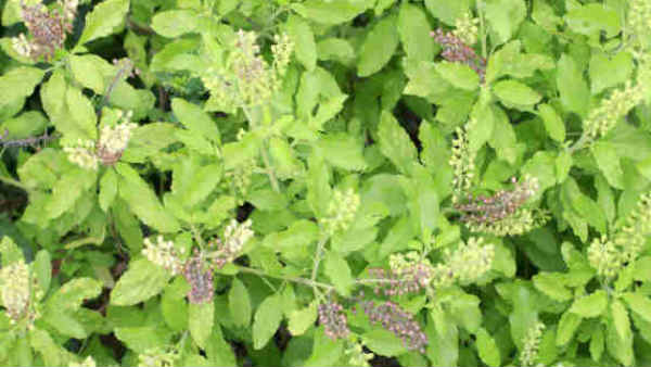 காப்புக்கட்டுவது ஏன்