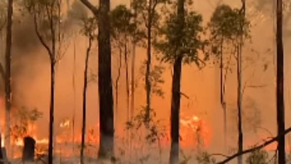 அமேசான் காடுகள் 