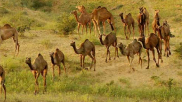 சுட்டுக்கொல்ல உத்தரவு 