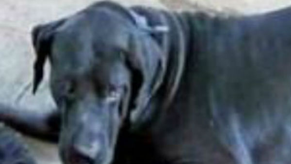 போலீசார் 