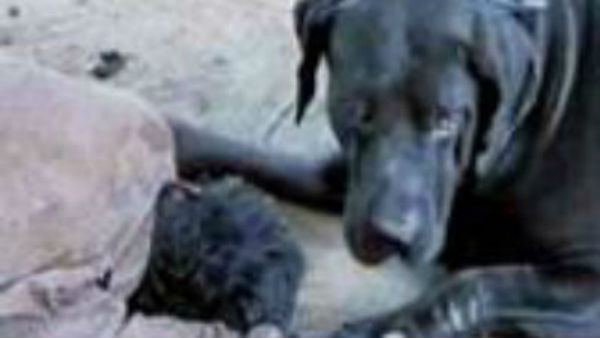 ஜீவராசி 